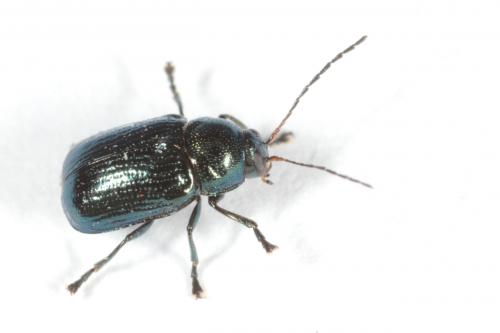 Cryptocephalus sp.
